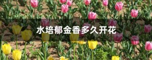 水培郁金香多久开花