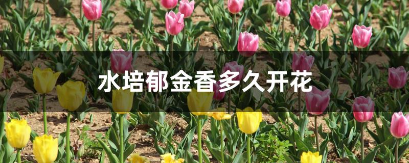 水培郁金香多久开花