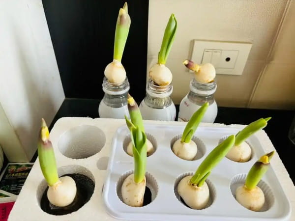 水培郁金香多久开花