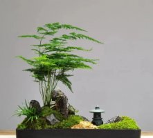 文竹盆景怎么养