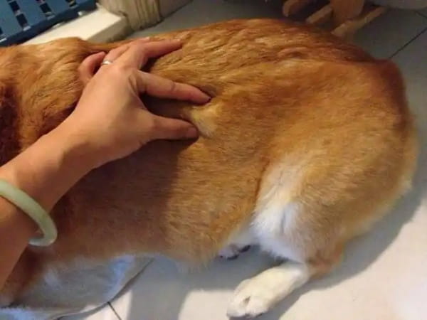狗脂肪瘤怎么治疗