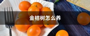 金桔树怎么养