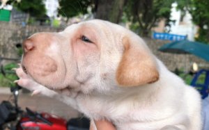 白色沙皮狗价格多少钱一只