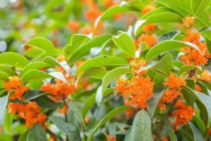 桂花什么时候开花