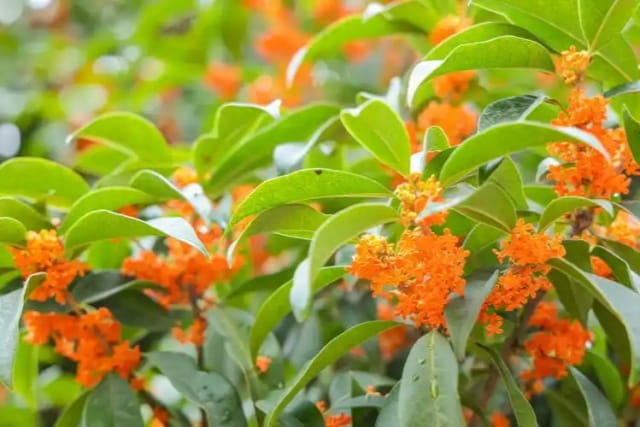 桂花什么时候开