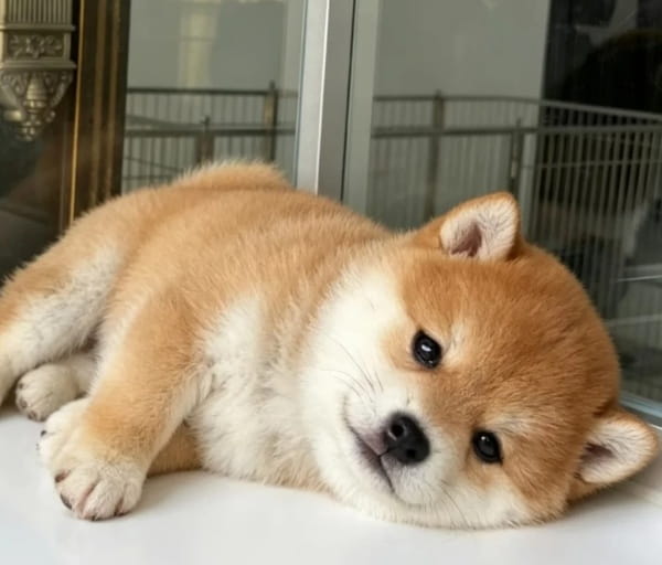 狗能看到红色吗