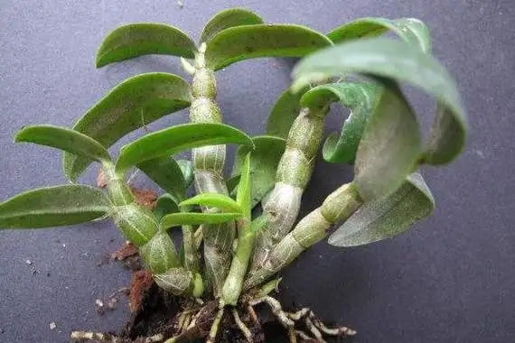 石斛根腐病最简单治疗方法