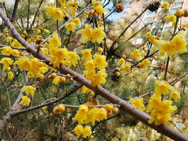 腊梅是梅花吗