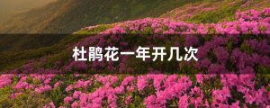 杜鹃花一年开几次花