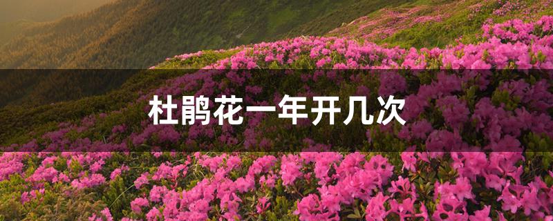 杜鹃花一年开几次花