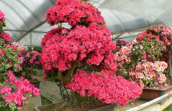 杜鹃花的象征意义是什么?