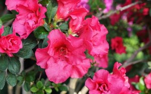 杜鹃花有毒吗？