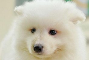 萨摩耶依赖主人有什么表现