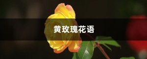 黄玫瑰的花语是什么