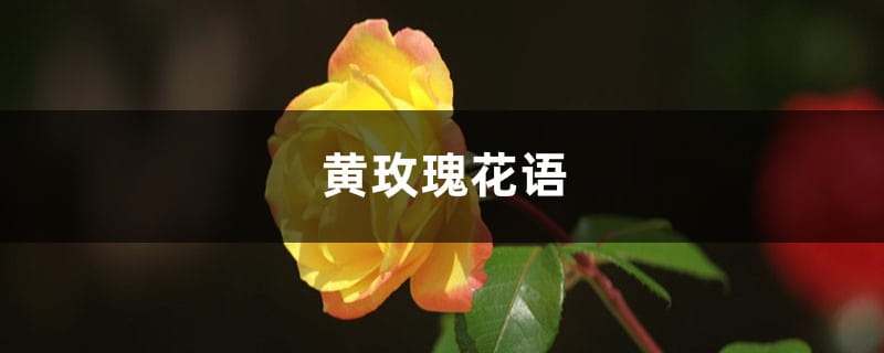 黄玫瑰的花语是什么