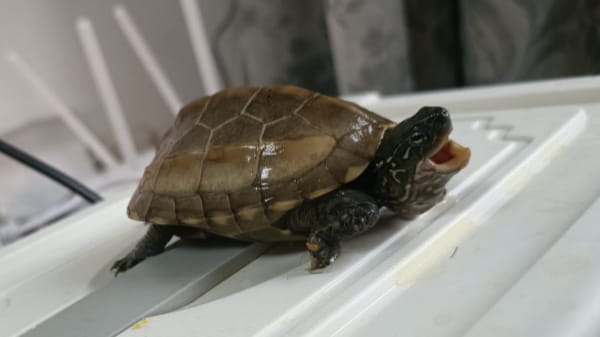 乌龟为何把耳朵藏起来