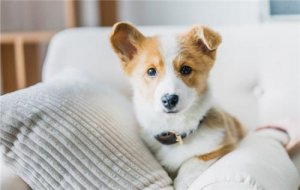 母狗生完小狗怎么护理