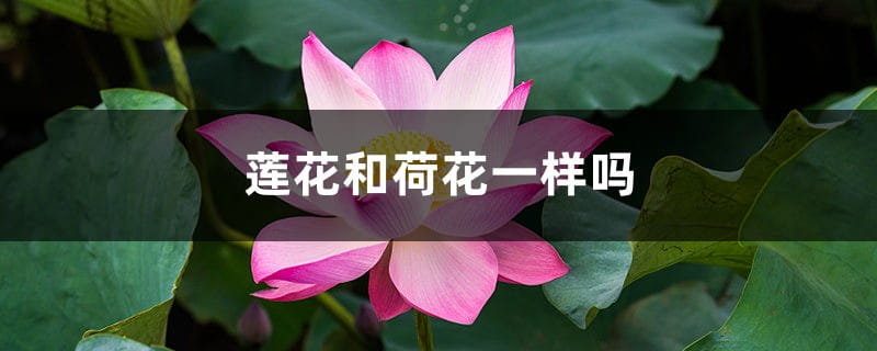 荷花和莲花一样吗