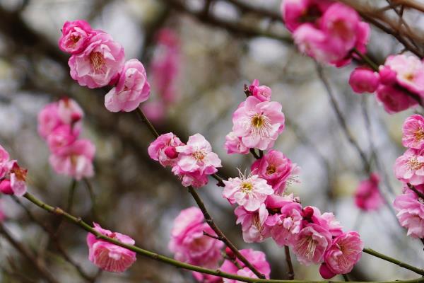 梅花什么时候开花,花期在每年的2-3月份