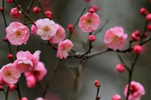 梅花什么时候开花