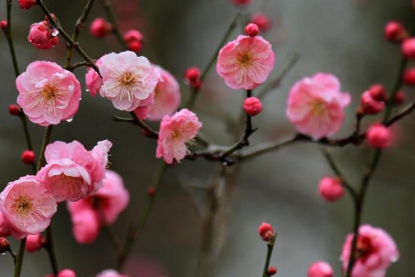 梅花什么时候开花,花期在每年的2-3月份