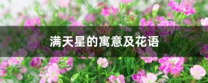 满天星的寓意及花语