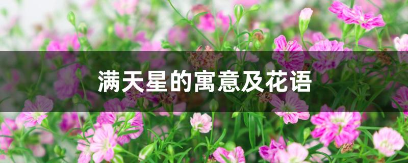 满天星的寓意及花语