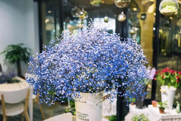蓝色满天星花语