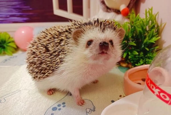 宠物刺猬吃什么食物