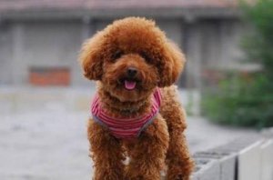 为什么你的泰迪狗换主人后会感到伤心郁闷？