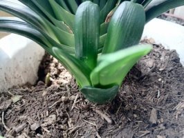 君子兰长侧芽好不好？
