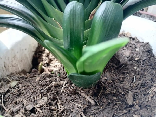 君子兰长侧芽好不好？