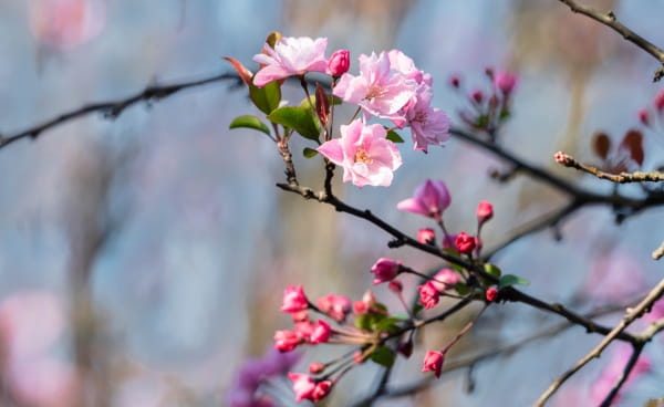 海棠花什么时候开