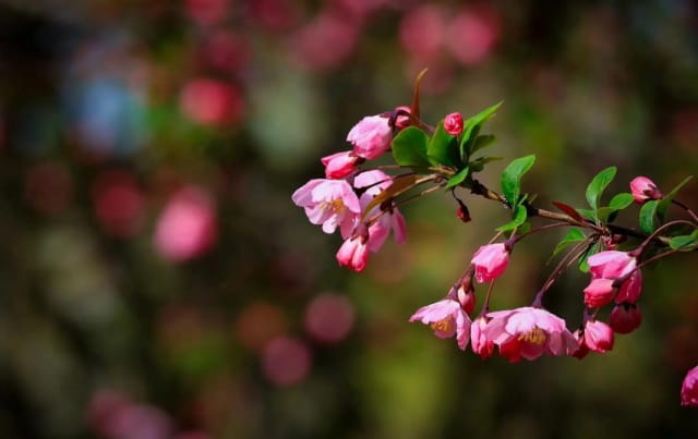 海棠花花语