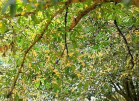 山桂花简介