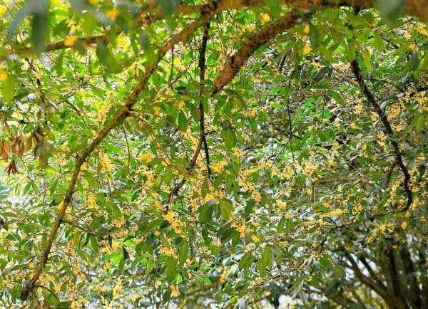 山桂花简介