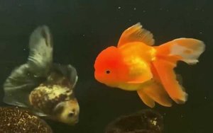 狮子头金鱼好养吗？