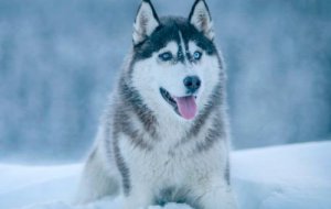 西伯利亚雪橇犬和哈士奇的区别