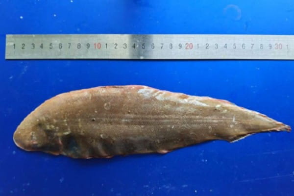 窄体舌鳎是什么鱼？