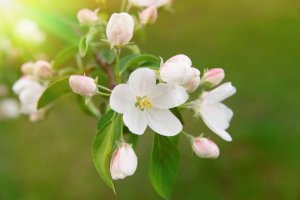 苹果花的花语是什么