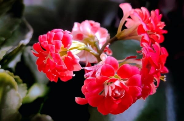 长寿花怎么养