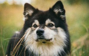 狗狗咬了出血了怎么办一定要打针吗