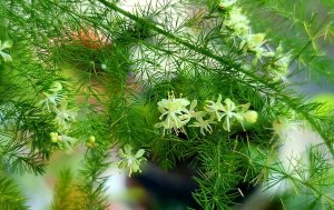文竹开花寓意什么兆头