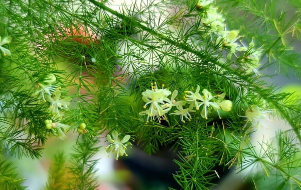 文竹开花寓意什么兆头