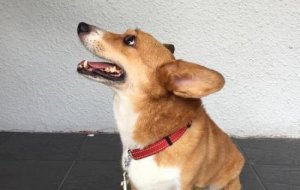 狗能吃鸡肝吗