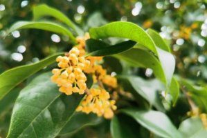 桂花几月开花