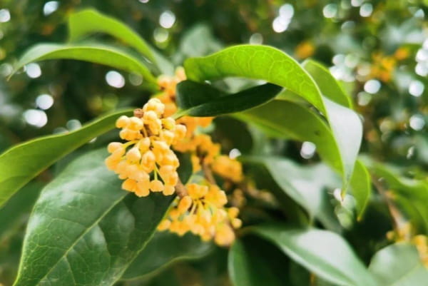 桂花几月开花