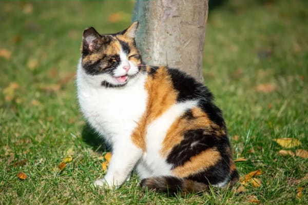 三色猫