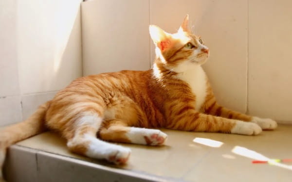 橘猫