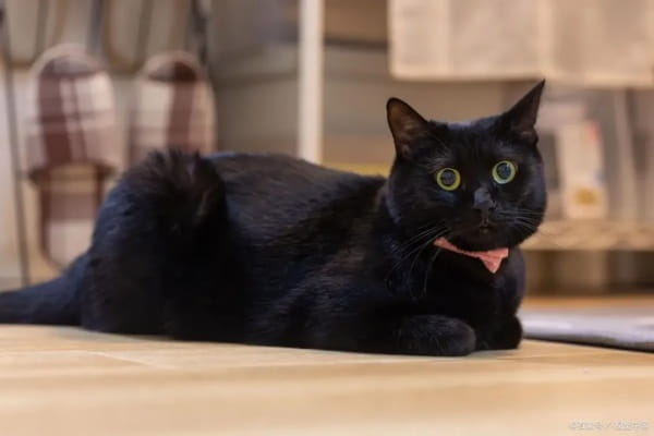 玄猫